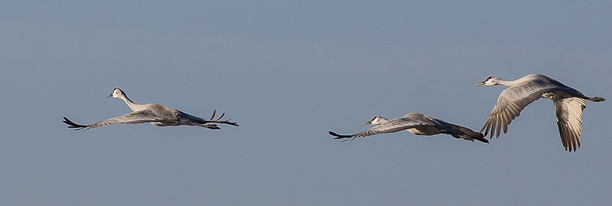 three gray flying birds at daytime thumbnail