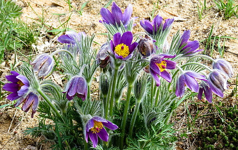 purple petaled flowers thumbnail