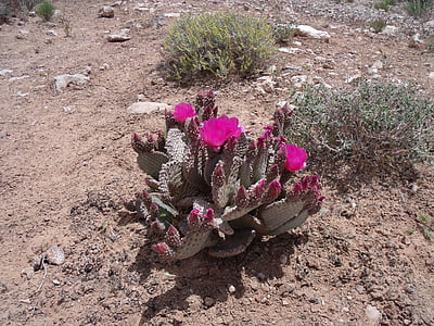 green cactus thumbnail