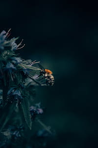 bee on leaf macro shot thumbnail