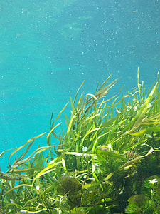 underwater photo of green leaf plants thumbnail