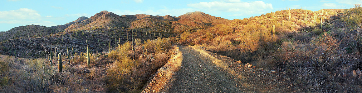 Panorama landscape of Saguaro National Park, Arizona thumbnail