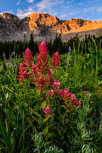 Photo of Red Petaled Flowers thumbnail