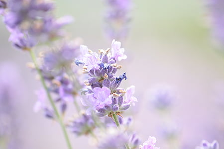 purple lavender flowers selective-focus photography thumbnail