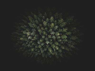 top view of pine trees thumbnail