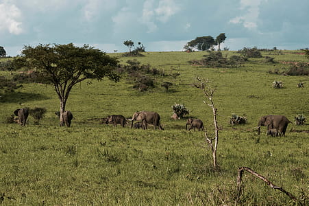 elephants walking on grass field at daytime thumbnail