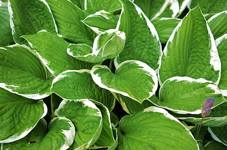 close-up photo of green leafed plants thumbnail