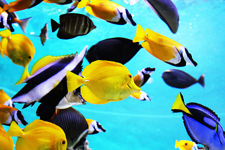 school of fish under water thumbnail