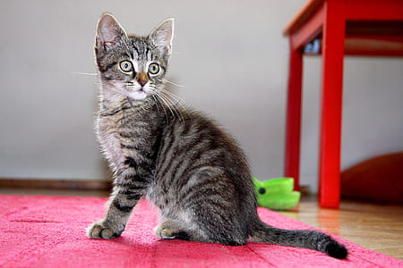 silver tabby cat on pink textile thumbnail