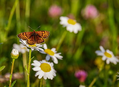 shallow focus photography of brown butterfly on white daisy thumbnail