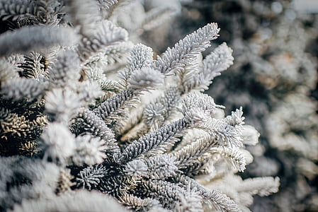 white pine trees thumbnail