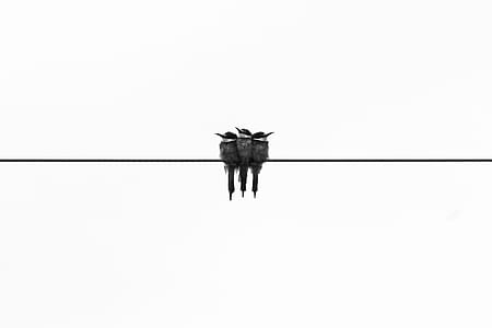 three black birds perched on black cable thumbnail