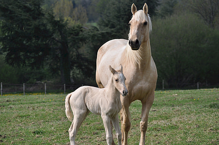 two brown horses thumbnail