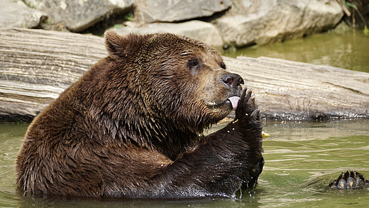 brown bear thumbnail