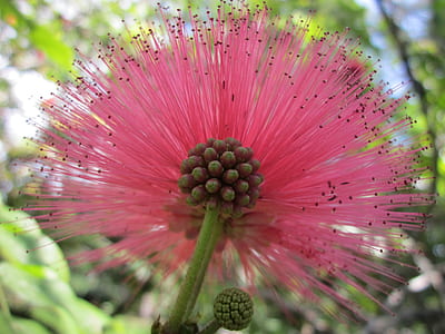 macro photography of pink Persian silk tree flower thumbnail