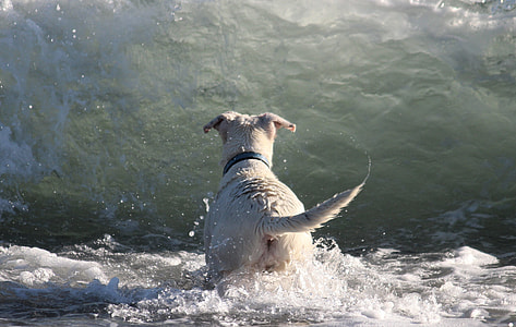 short-coated white dog walking near the body of water thumbnail