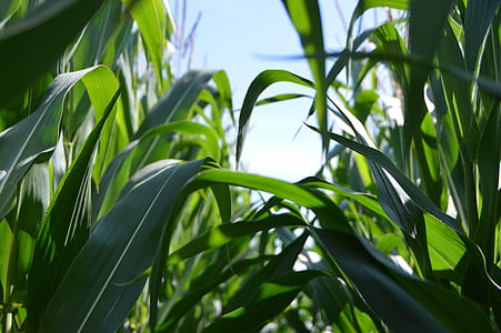 green leaf under white sky thumbnail