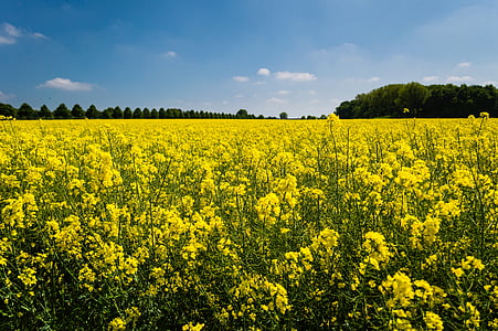 bed of yellow petaled flowers thumbnail
