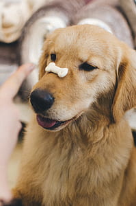 dark golden retriever with dog bone treat on snout thumbnail
