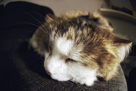 Sleeping Cat Close Up Photo thumbnail