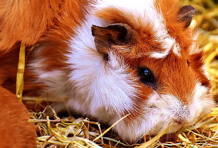 close up photography of guinea pig thumbnail
