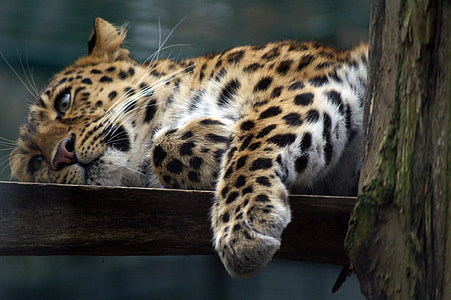 leopard thumbnail