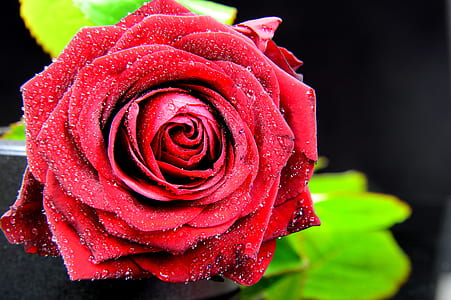 red rose thumbnail