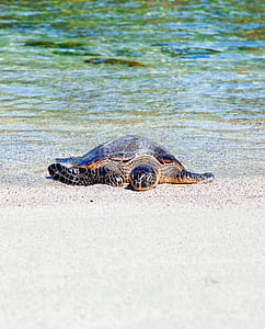 brown sea turtle at seashore thumbnail