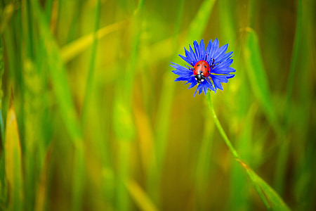 lady bug on purple flower thumbnail