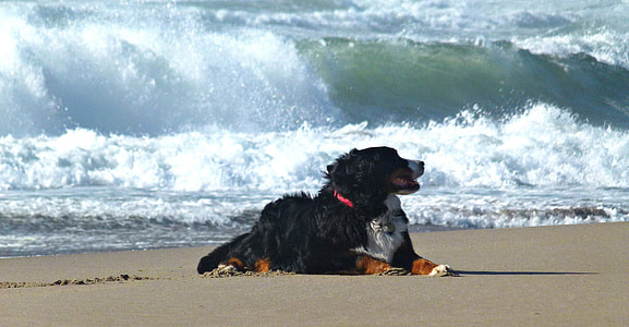 Bernese mountain dog near seashore thumbnail