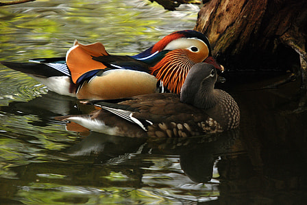 two brown and black ducks swimming on body of water thumbnail