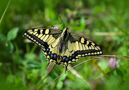 Eastern tiger swallowtail butterfly on pink petaled flower thumbnail