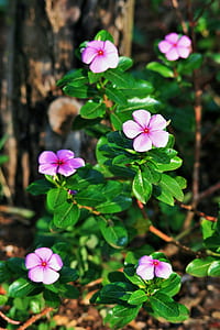 pink periwinkles closeup photo thumbnail