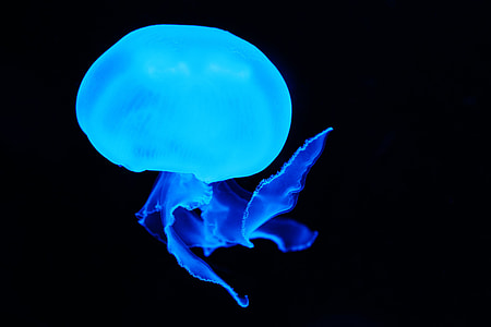 underwater photography of jellyfish thumbnail