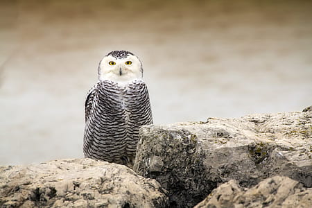 gray and white owl thumbnail