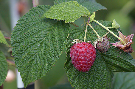 close-up of strawberry fruit thumbnail