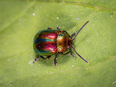 red and green beetle close-up photography thumbnail