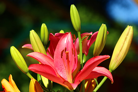 Fleur-De-Lis, Lily Season thumbnail