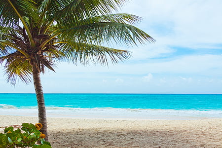 beach with coconut tree thumbnail