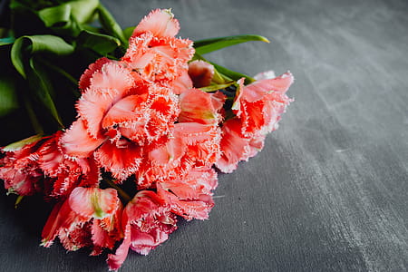 Colorful flowers on grey background with copy space thumbnail