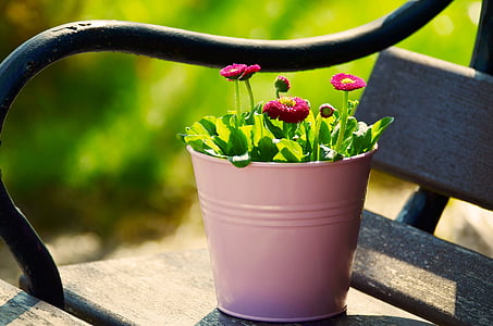 pink petaled flowers thumbnail