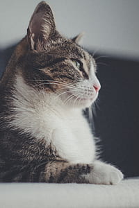 brown tabby cat thumbnail