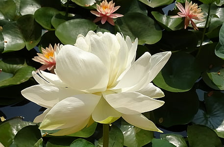 closeup photo of white waterlily flower thumbnail