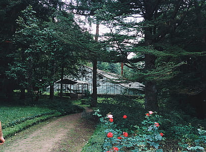 green trees near pink petaled flowers at daytime thumbnail