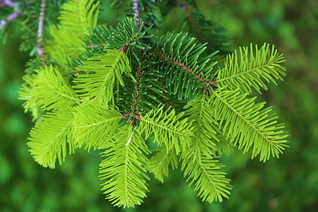 green leafed plant thumbnail