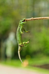 green lizard bitting on stick thumbnail