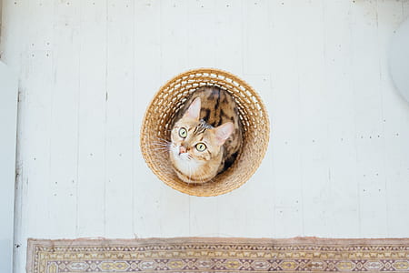 flat lay photography of Bengal cat in basket thumbnail