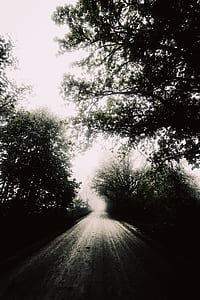grayscale photography of widening road center trees thumbnail