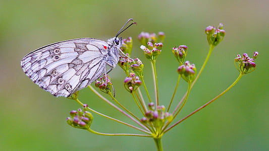 white and gray butterfly perching on pink flower in close-up photography thumbnail