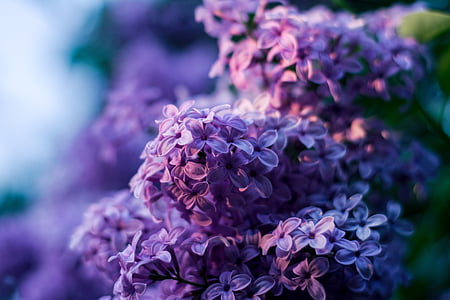 purple lilacs selective-focus photography thumbnail